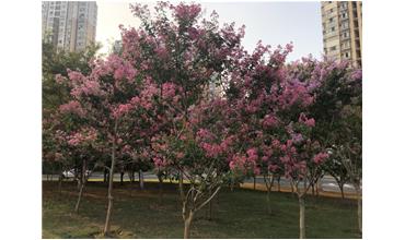 夏秋季節(jié)，錫城首次驚現(xiàn)紫薇花開美景